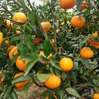 哪里有明日见柑橘苗 晚熟高糖明日见杂柑栽培技术