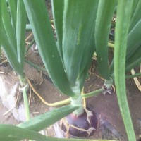 科威洋葱种子长日照系列