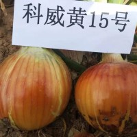 科威洋葱种子长日照系列