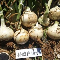 科威洋葱种子长日照系列