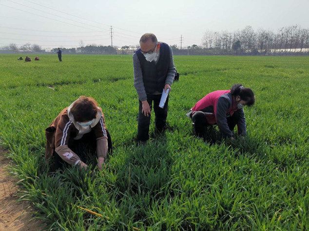 2.小麦品种审定试验春季灌溉_副本.jpg