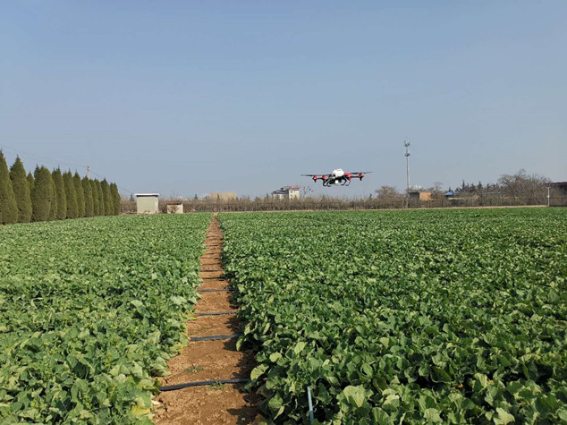 8.无人机化学防除油菜试验田杂草_副本.jpg