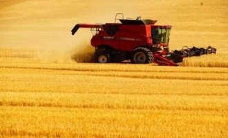 山西省2020年审定通过小麦品种目录及简介