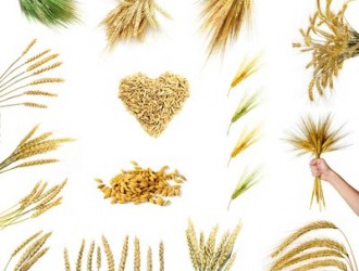 辽宁省2020年审定玉米、稻、大豆、小麦、棉花品种