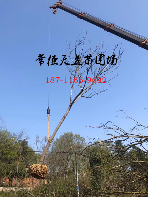 15-18公分栾树