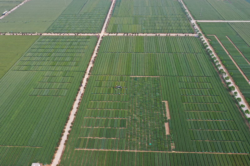 OK【河南供稿 已删减】第三届小麦种子产业博览会在焦作温县召开 助力农业高质量发展