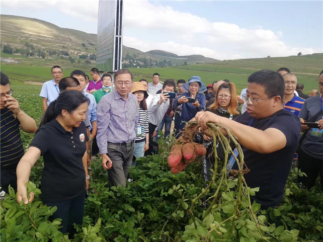 优民科技 早熟马铃薯畅销全国