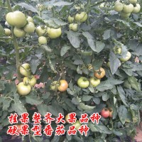 早熟硬粉大果番茄品种，金粉19早熟品种荷兰进口精品番茄种子