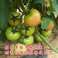 荷兰粉霸番茄种子-抗TY/抗线虫番茄品种