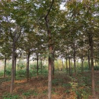 河南洛阳供应米径3-15公分美国山核桃树2023-2024