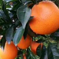 湖南脐橙苗基地 园丰脐橙表现比纽荷尔果外观端正