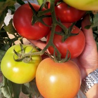 早熟大果番茄种子，荷兰大果番茄品种，高抗病番茄种子
