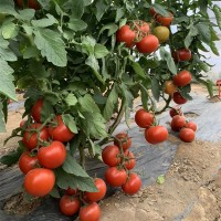 进口大红番茄种子 大果粉红西红柿种子番茄种子优质番茄品种