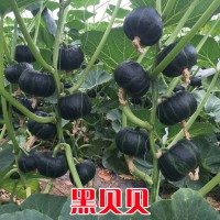 日本进口南瓜种子=黑贝贝