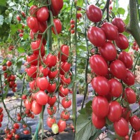 日本进口红果樱桃番茄-红都禧