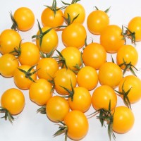 黄色正圆形樱桃番茄-黄丹妮