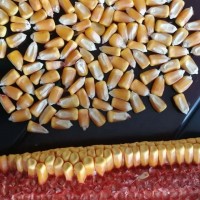 2021年高产抗病登海605蠡玉88玉米品种产量介绍