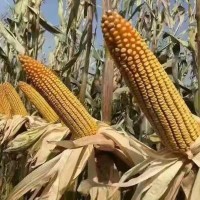2021超高产超矮杆活杆成熟玉米种子都有哪些品种