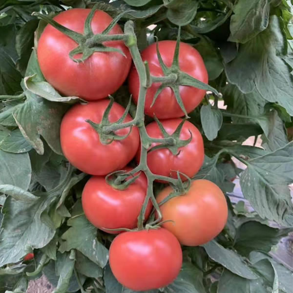 挂果率好番茄种子