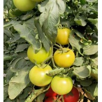 荷兰番茄种子，大果高产番茄品种，抗病番茄品种