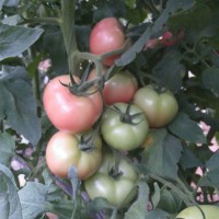 早熟番茄种子，高硬度大果番茄品种，荷兰320号
