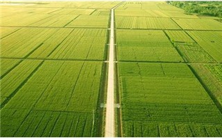 天津市2021年审定稻、玉米、棉花品种目录及简介