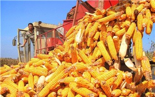 2021年河南省审定通过玉米、水稻、大豆、棉花品种