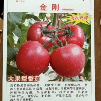 金刚 精品大果番茄 高产粉果番茄 早春秋延西红柿 硬粉西红柿
