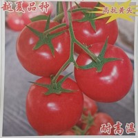 夏普 越夏耐热粉果 抗病毒大粉西红柿 高产粉果番茄