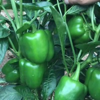 五彩椒 绿彩椒品种 进口高产绿彩椒 方椒