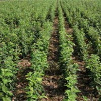 1米5矮化苹果苗 1米矮化苹果苗 矮化苹果苗价格 山西苹果苗