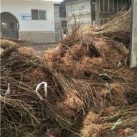 连翘小苗*药用连翘小苗*连翘种植季节*药用连翘苗种植效益