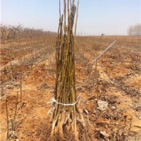 1米梨树苗*1公分梨树苗*山西梨树苗*梨树苗价格*梨树苗