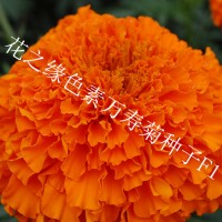 赤峰出售 色素万寿菊种子价格 杂交一代高产菊花种子量大优惠