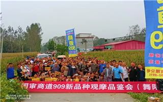 商道909表现惊艳，硕育173高产先锋！商道种业新品种强势“出圈”！