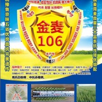 金麦106小麦新品种，诚招适宜区域代理商