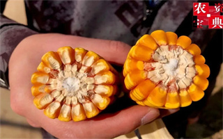 1666斤!“铁秆”玉米宝景186灾年表现更耀眼!