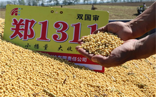 郑1311火爆黄淮海，产量就是高！