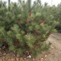 2米占地油松 2米5油松  2米5占地油松树苗 2米占地油松