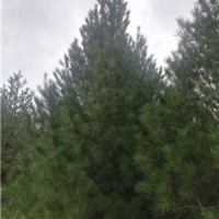 2米5白皮松+2.5米白皮松+2米5白皮松价格-占地白皮松