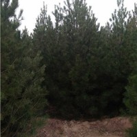 1米白皮松*1米2白皮松*1米白皮松价格*1米占地白皮松