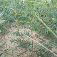 1米5文官果苗 2公分文官果苗 文冠果苗价格 山西文冠果苗