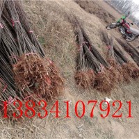 梨树苗 雨露香梨树苗 梨树苗价格 山西梨树苗 玉露香梨树苗