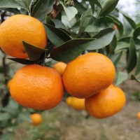 湖南柑橘新品种基地 爱莎比晚熟砂糖橘成熟早 无核口感甜糯