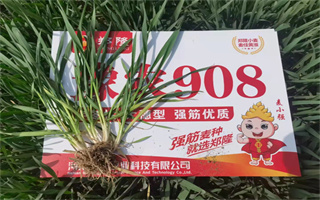 谁种谁发家!豫农908品种推介会商丘站成功召开!