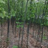 速生杨 速生杨销售 速生杨价格 山西速生杨