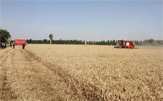 亩产1619.2斤！值得大力推广的荣华188