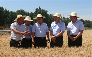 亩产855.13公斤，烟农1212创山西省小麦最高单产纪录！