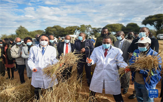 中国节水耐旱稻种在博茨瓦纳试种成功