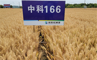 小麦抗赤霉新品种强势来袭!新世纪种业独家买断